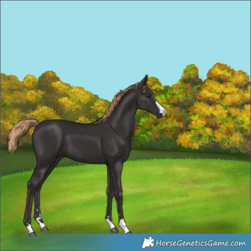 Horse Color:Liver Chestnut 