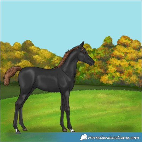 Horse Color:Liver Chestnut 