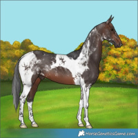 Horse Color:Brown Tobiano 