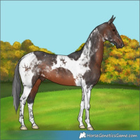 Horse Color:Brown Tobiano 