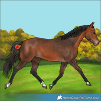 Horse Color:Bay 