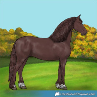 Horse Color:Chocolate Black