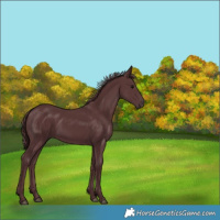 Horse Color:Chocolate Black