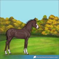 Horse Color:Chocolate Black 