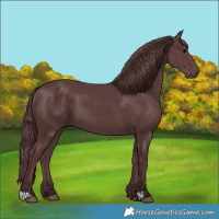 Horse Color:Chocolate Black 