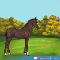 Horse Color:Chocolate Black