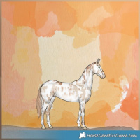 Horse Color:Liver Red Dun Pearl Appaloosa Brindle