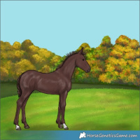 Horse Color:Chocolate Smoky Black