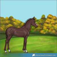 Horse Color:Chocolate Smoky Black 