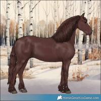 Horse Color:Chocolate Smoky Black