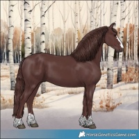 Horse Color:Chocolate Smoky Black