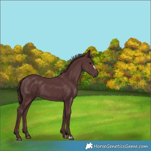 Horse Color:Chocolate Smoky Black 