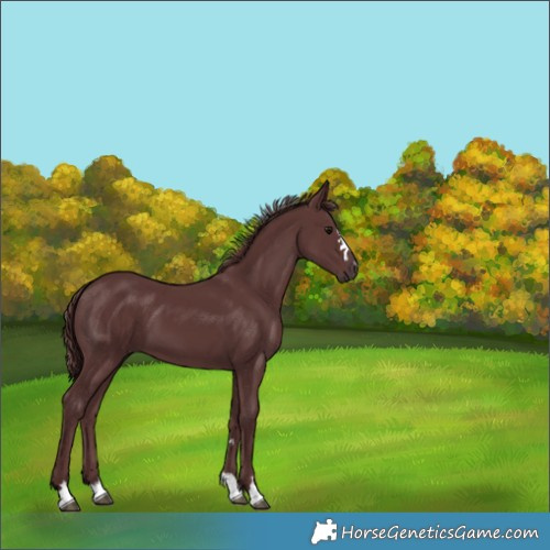 Horse Color:Chocolate Smoky Black 