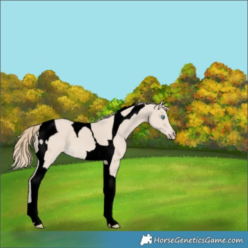 Horse Color:Void Smoky Creme Tobiano 