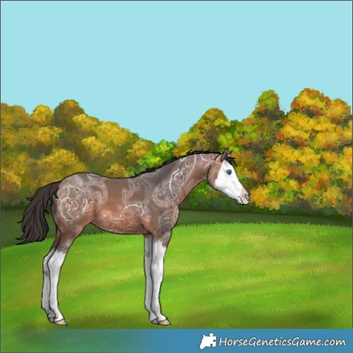 Horse Color:Bay Ice Splash 