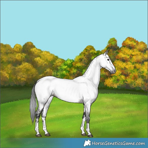 Horse Color:Gray Brown Dun Appaloosa Brindle 