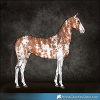 Horse Color:Bay Sabino