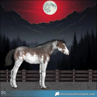 Horse Color:White Spotted Bay Sabino Rabicano 