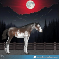 Horse Color:Gray White Spotted Liver Chestnut Sabino Rabicano 