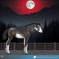 Horse Color:White Spotted Brown Rabicano 
