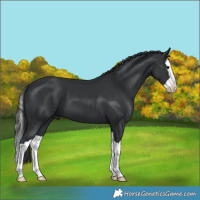 Horse Color:Black Splash