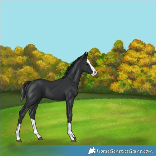 Horse Color:Black Splash 
