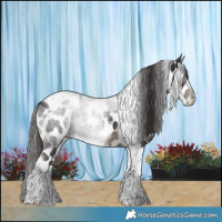 Horse Color:Smoky Black Tobiano Appaloosa 