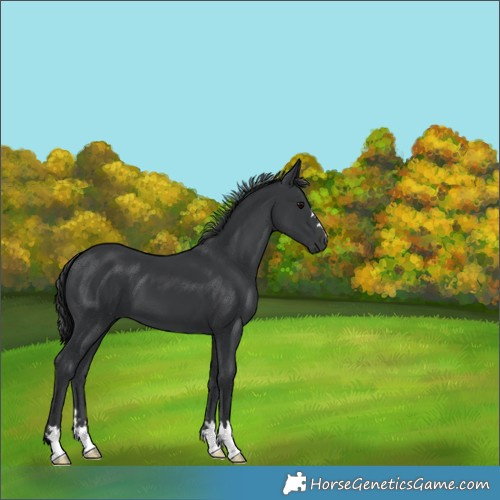 Horse Color:Black 
