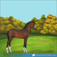 Horse Color:Brown 