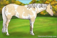 Horse Color:White Spotted Silver Classic Champagne Dun Frame