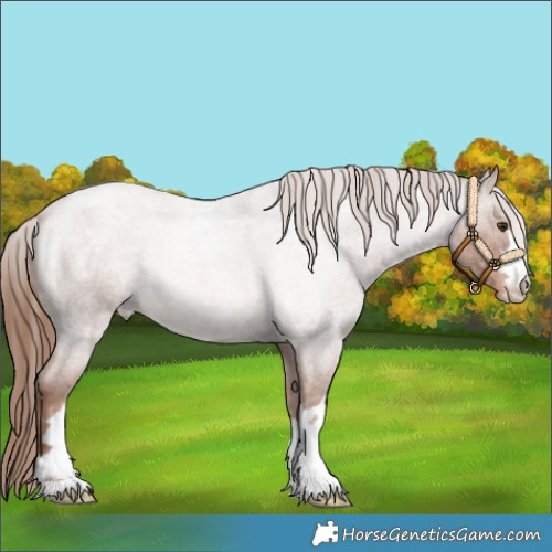 Horse Color:Red Roan Appaloosa 