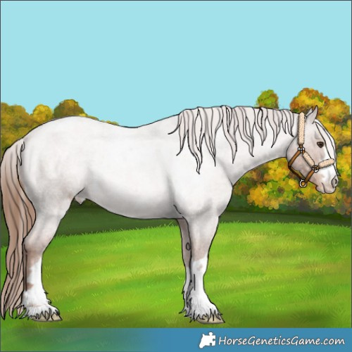 Horse Color:Red Roan Varnish 