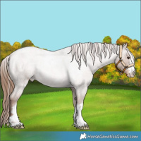 Horse Color:Red Roan Varnish 