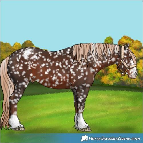 Horse Color:Liver Chestnut Appaloosa 