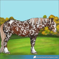 Horse Color:Liver Chestnut Snowcap