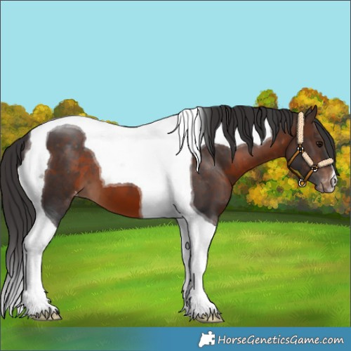 Horse Color:Brown Tobiano Appaloosa 