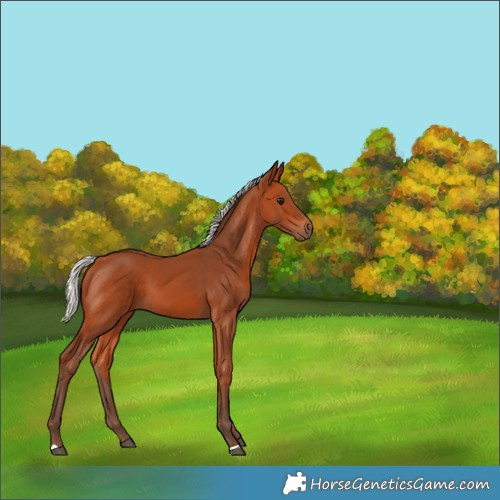 Horse Color:Silver Bay 