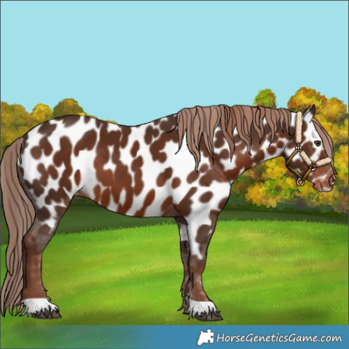 Horse Color:Liver Chestnut Appaloosa 