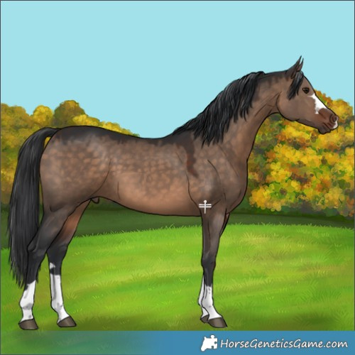 Horse Color:Brown Dun 