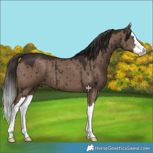 Horse Color:Liver Red Dun Splash Brindle
