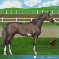 Horse Color:Liver Red Dun Mushroom Brindle 