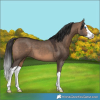 Horse Color:Brown Dun Splash 