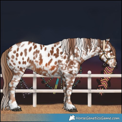 Horse Color:Chestnut Near Leopard 