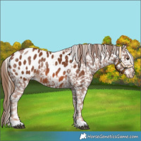 Horse Color:Chestnut Near Leopard 