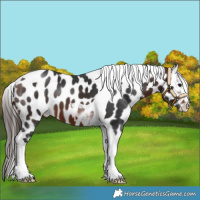 Horse Color:Brown Tobiano Near Leopard 