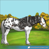 Horse Color:Liver Chestnut Splash Appaloosa 
