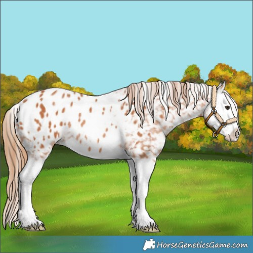 Horse Color:Chestnut Splash Appaloosa Rabicano