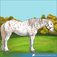 Horse Color:Chestnut Splash Appaloosa Rabicano 
