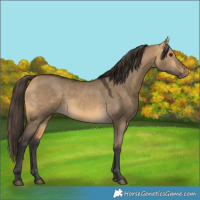 Horse Color:Buckskin Dun 