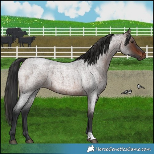 Horse Color:Brown Roan 